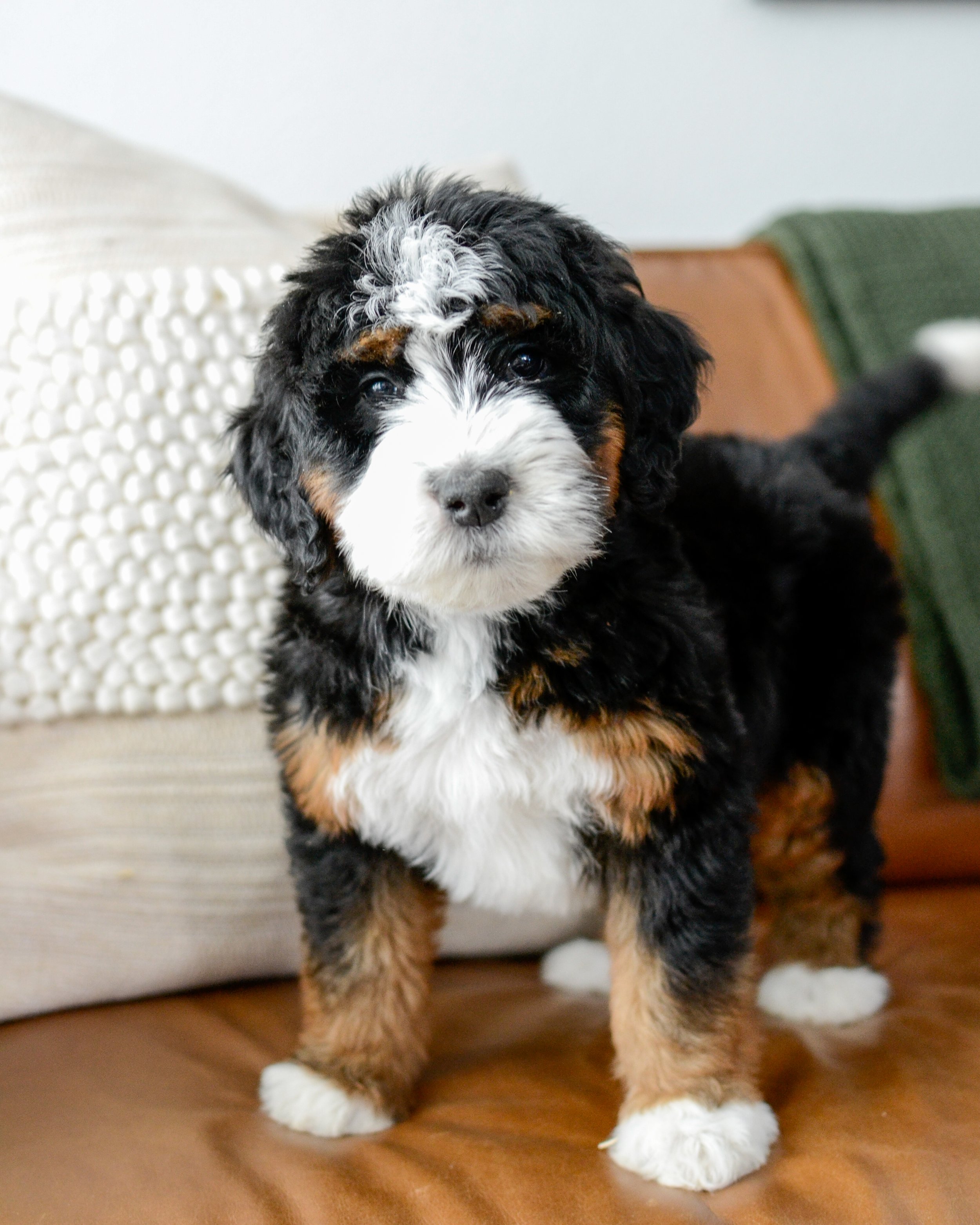 Phantom 2024 color bernedoodle